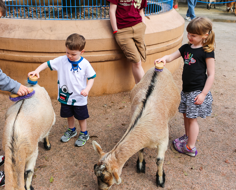 The kids enjoyed a petting zoo (392.43 KB)