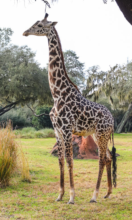 Yep, it's a giraffe again. (310.99 KB)