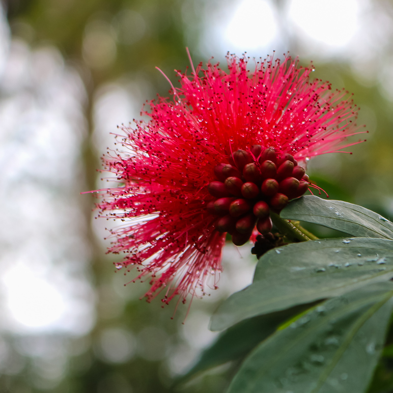 No clue what kind of flower this is, but it's neat. (257.75 KB)
