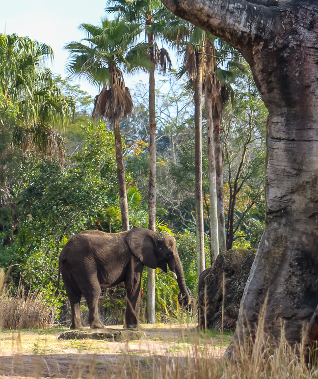 There's an elephant off in the distance (441.25 KB)