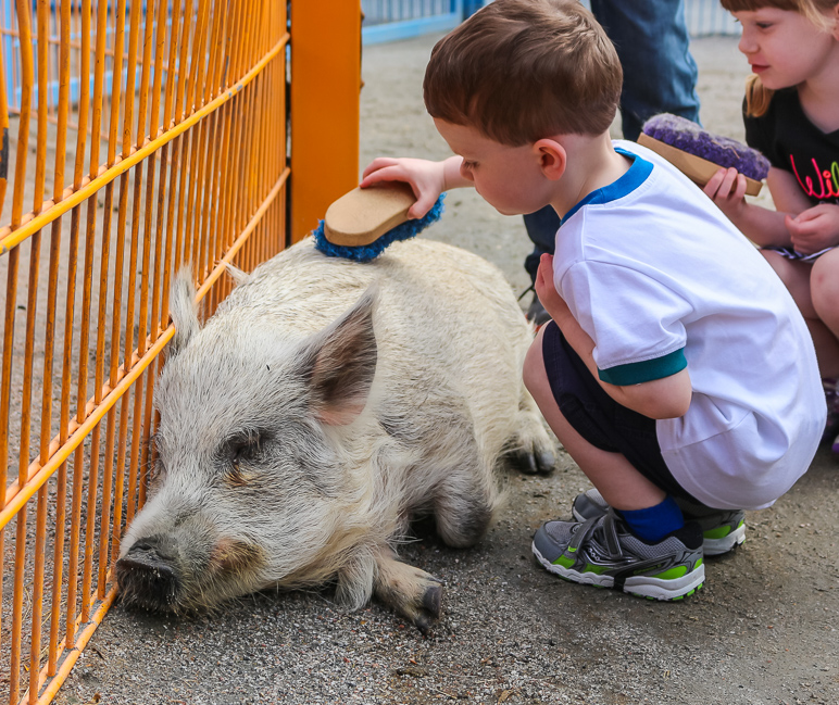 This pig just laid down and slept while Luke did this. (371.99 KB)